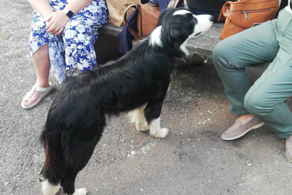 Fundmeldung Hund  Männliche Pays-de-Belvès Frankreich