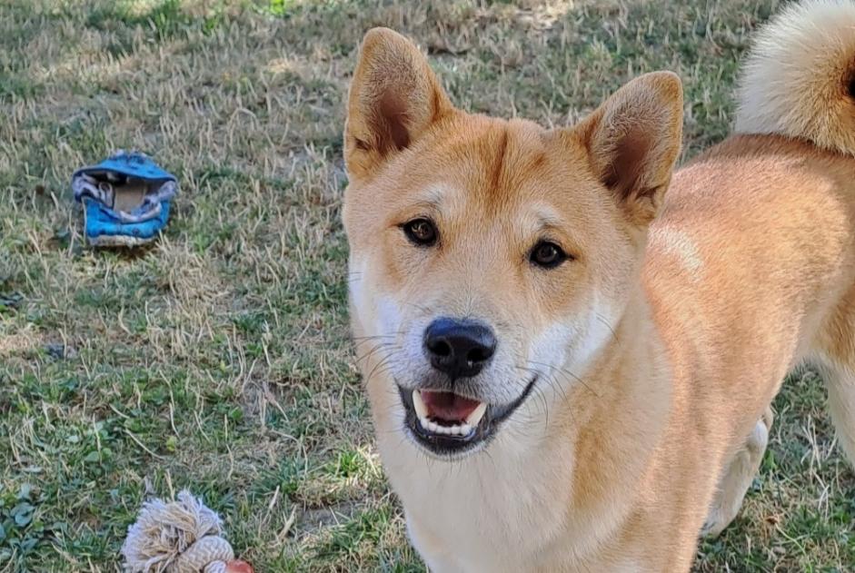 Vermisstmeldung Hund  Männliche , 0 jahre Saint-Martin-du-Bois Frankreich