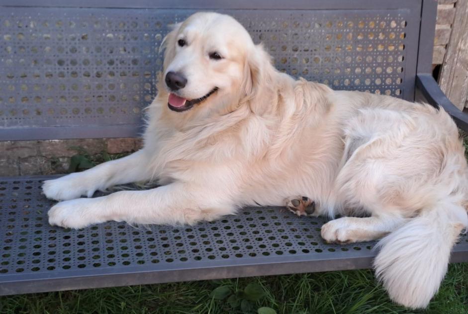 Vermisstmeldung Hund  Männliche , 2 jahre La Croix-Saint-Ouen Frankreich