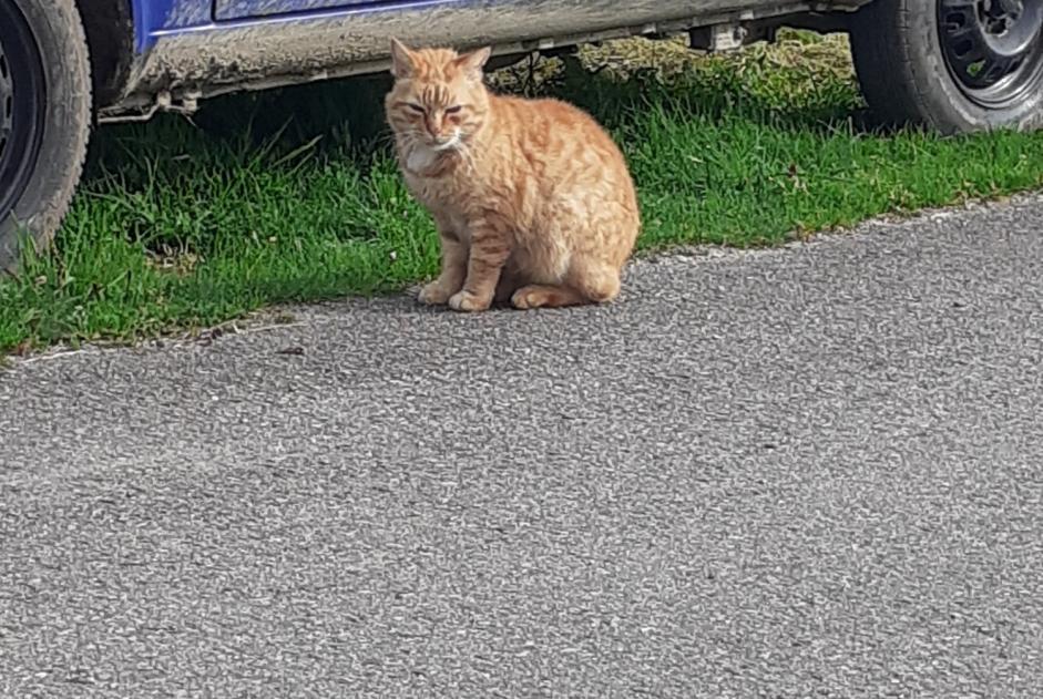 Fundmeldung Katze Unbekannt Plouay Frankreich