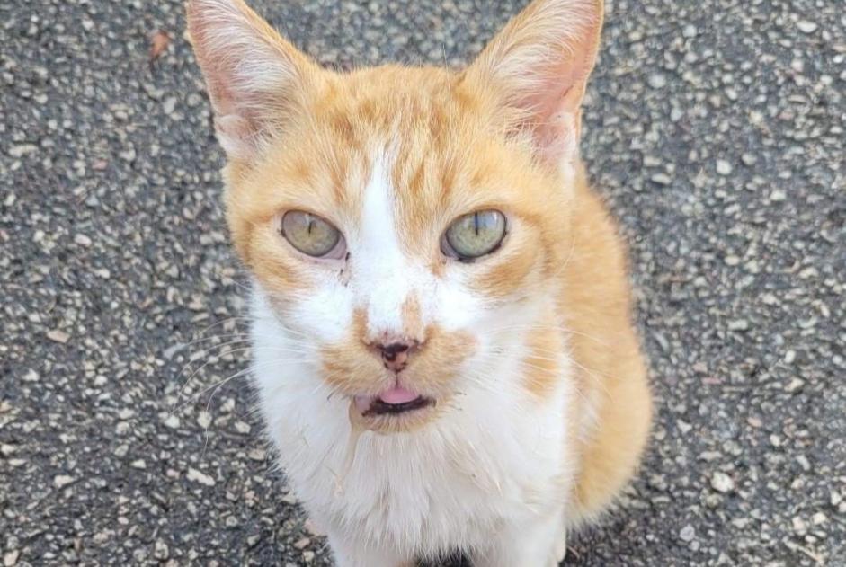 Fundmeldung Katze Männliche Migennes Frankreich