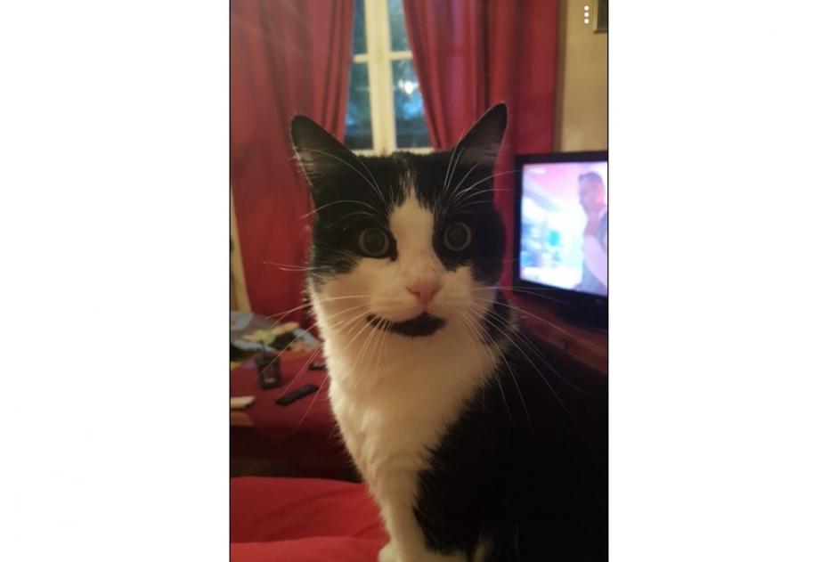 Disappearance alert Cat Male , 10 years Saint-Germain-la-Blanche-Herbe France