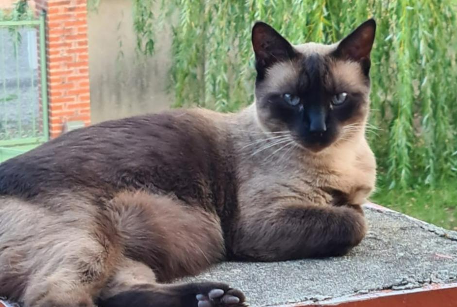 Disappearance alert Cat miscegenation Male , 14 years Muret France
