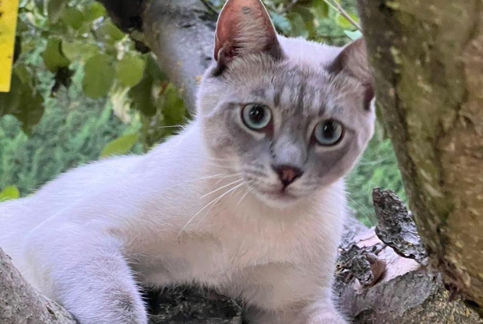 Disappearance alert Cat  Male , 1 years Pertuis France