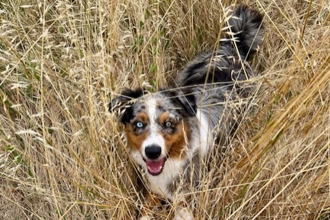 Disappearance alert Dog  Female , 1 years Cugnaux France