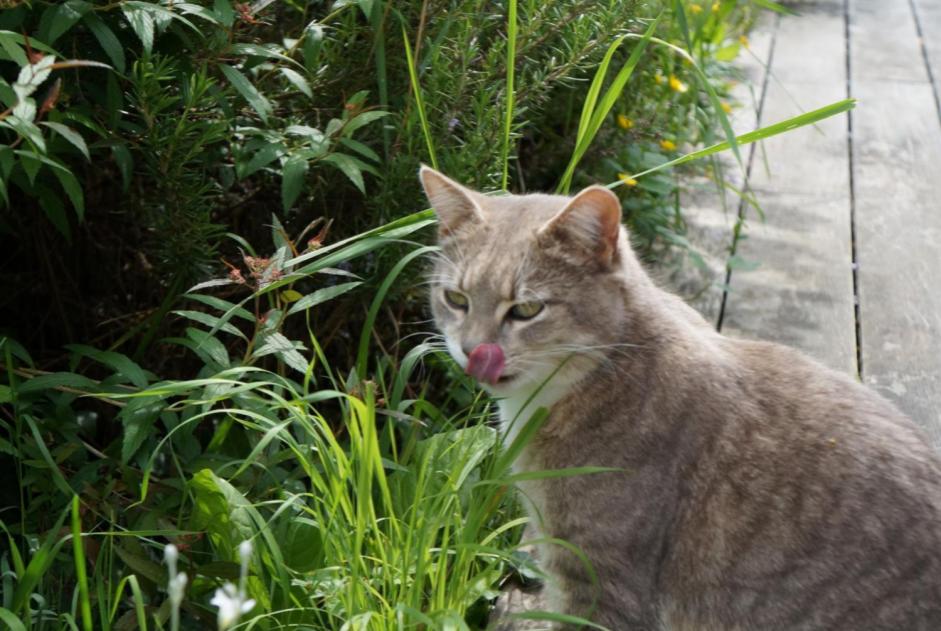 Alerta de Desaparición Gato cruce Hembra , 3 años Bourg-Saint-Christophe Francia