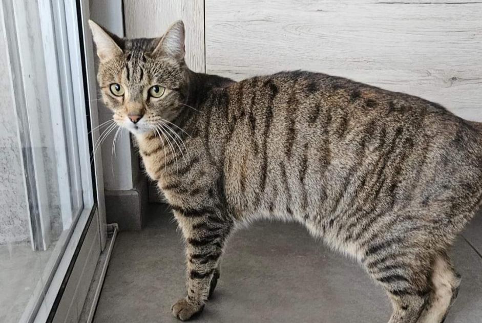 Alerta de Desaparición Gato cruce Hembra , 5 años Vonnas Francia