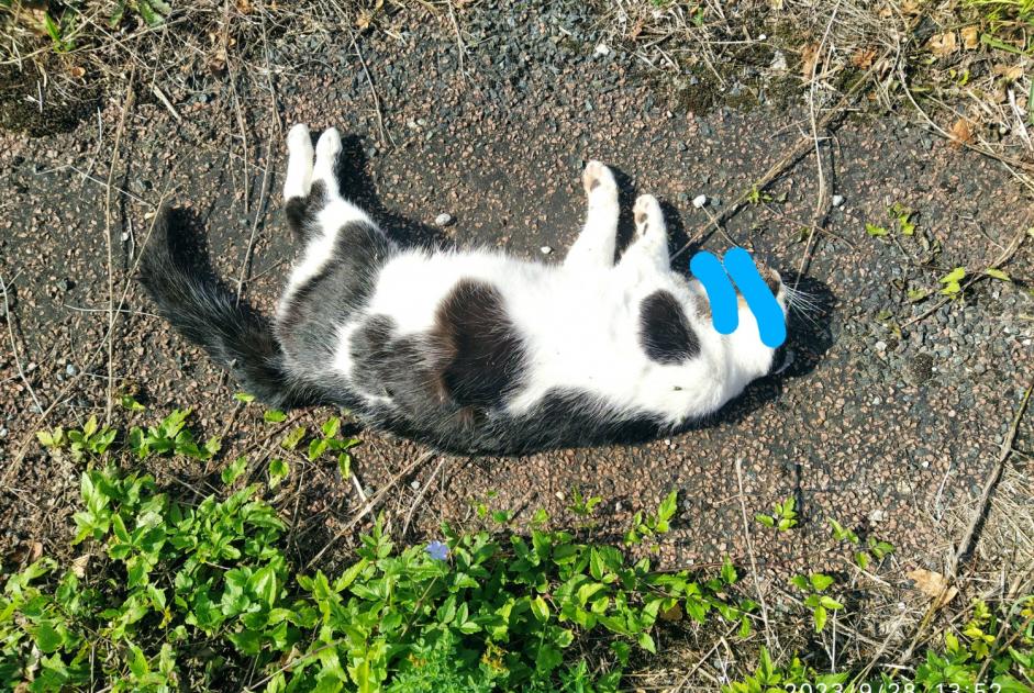 Alerta de Hallazgo Gato Desconocido Saint-Pierre-la-Noue Francia