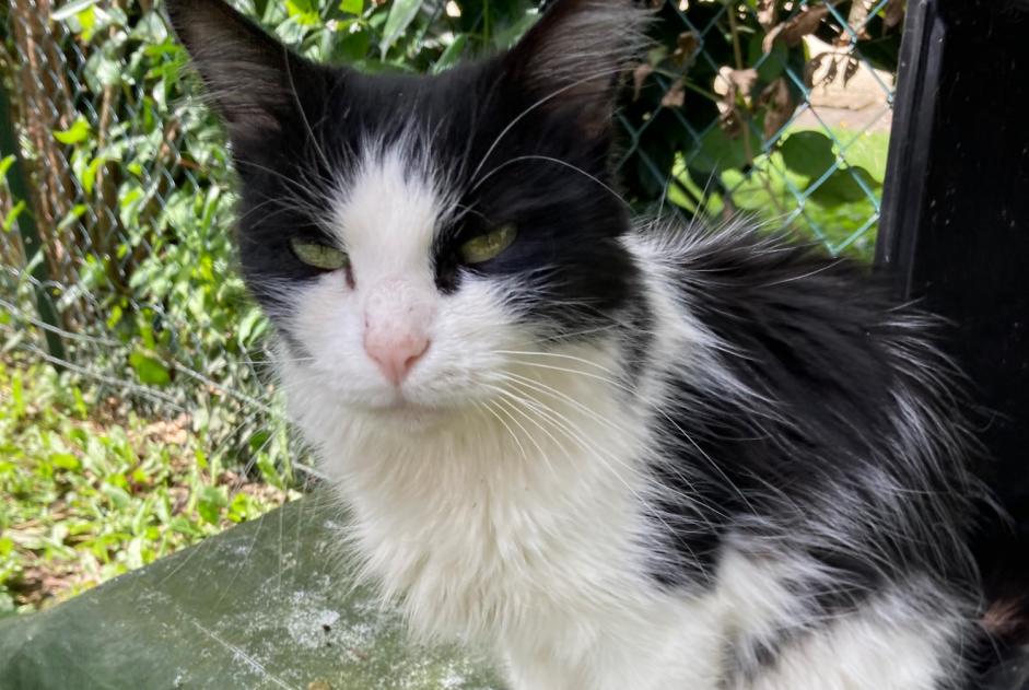 Alerta de Hallazgo Gato  Desconocido Bois-d'Arcy Francia