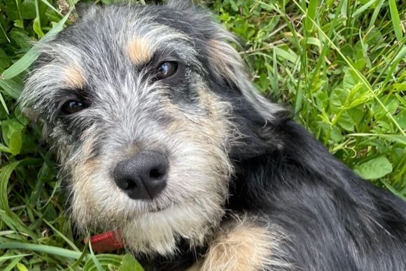 Alerta de Desaparición Perro cruce Hembra , 2 años Charnay-lès-Mâcon Francia