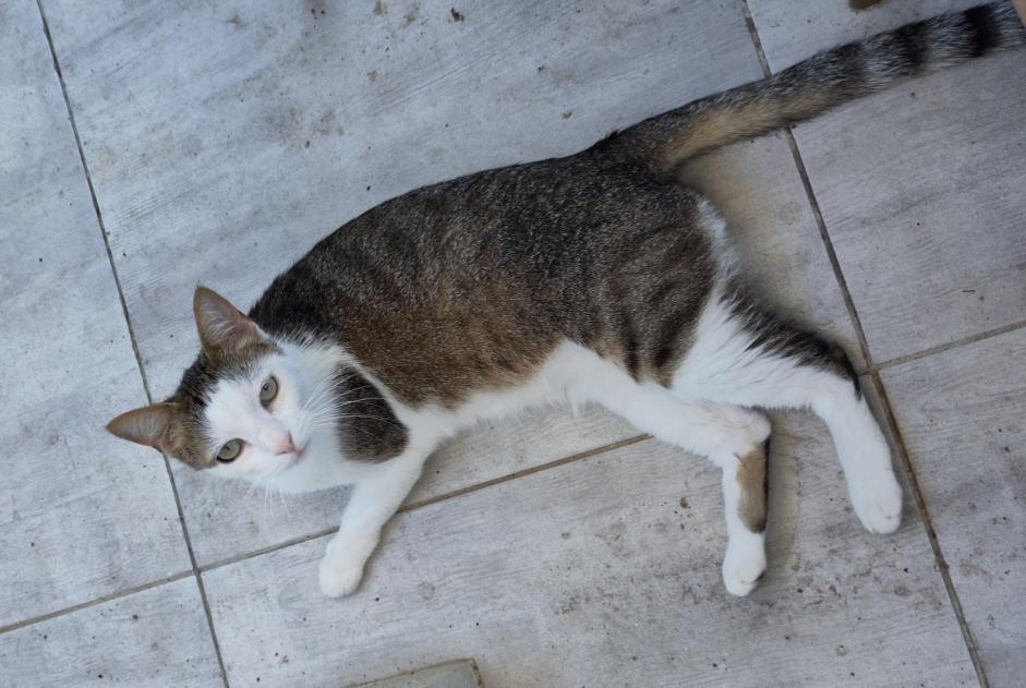 Alerte Disparition Chat Mâle , 6 ans Toulouse France