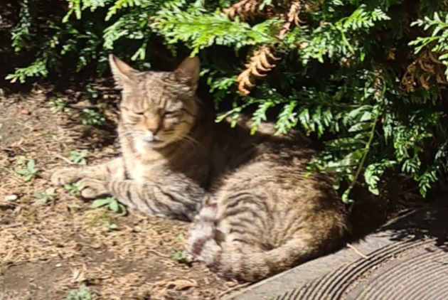 Alerte Découverte Chat Femelle Bondy France