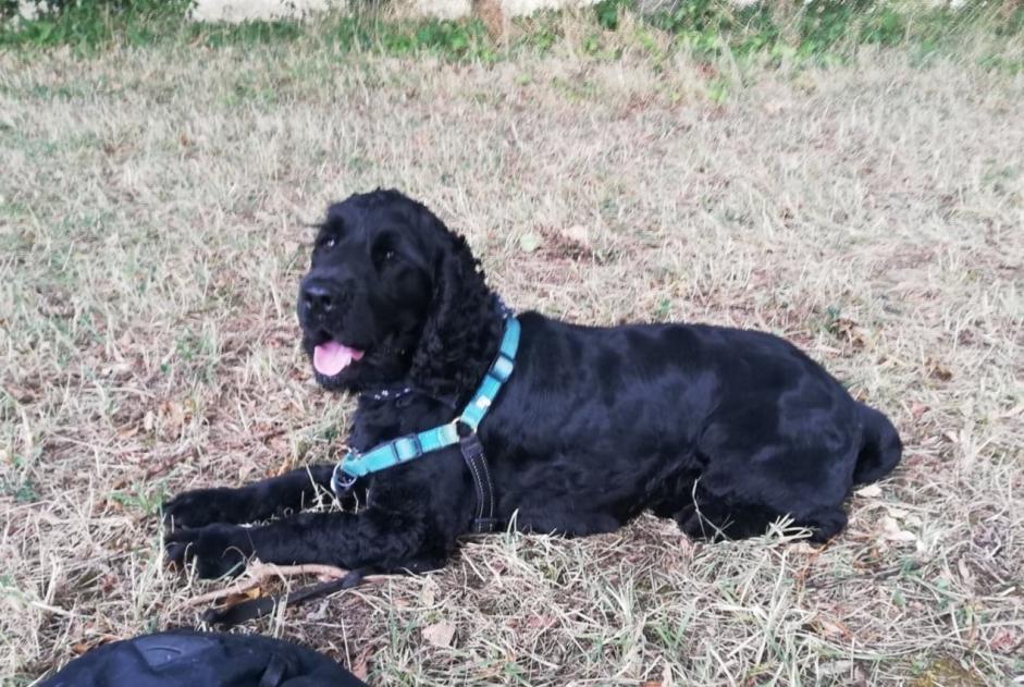 Alerte Disparition Chien  Mâle , 4 ans Seysses France