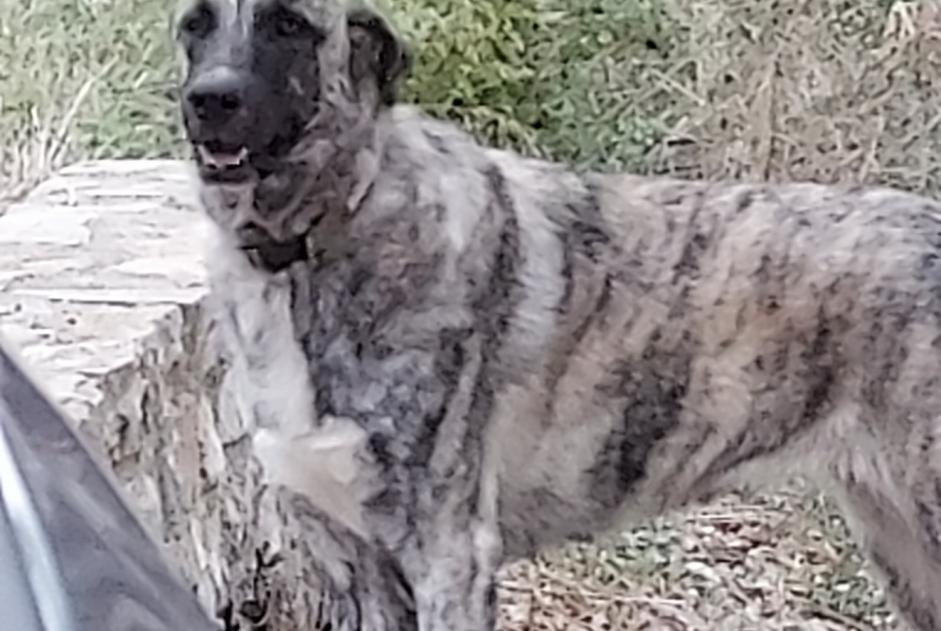 Alerte Découverte Chien croisement Mâle Lodève France