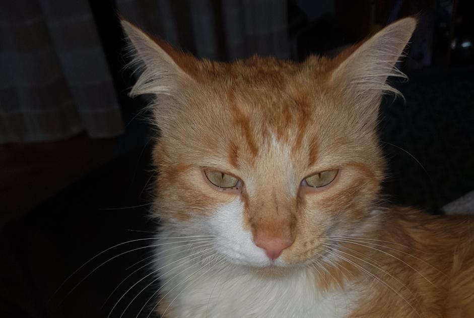 Avviso scomparsa Gatto Maschio , 2 anni Montaigut-sur-Save Francia