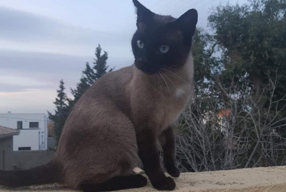 Avviso scomparsa Gatto  Maschio , 5 anni Perpignan Francia