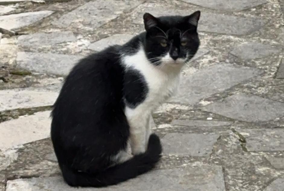 Avviso Ritrovamento Gatto incrocio di razze Maschio Magny Francia